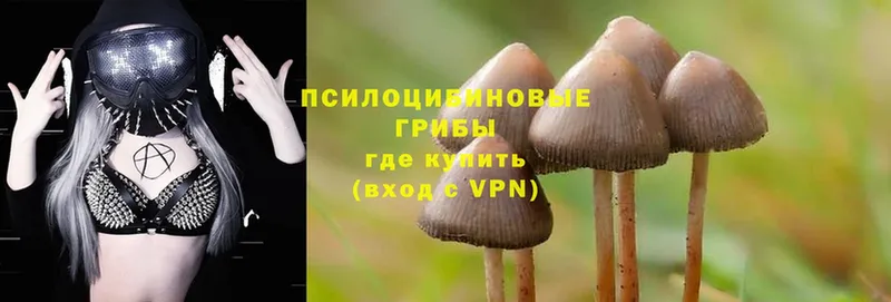 продажа наркотиков  kraken маркетплейс  Галлюциногенные грибы Psilocybe  Дигора 